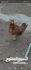 4 دجاج  هرافي