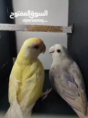  2 طيور متنوعه