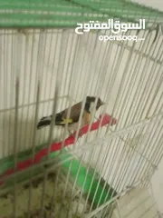  6 حسون ترابي حامي وفحل جلب جالي