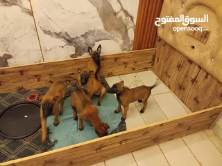  3 كلاب بالجيم مالينو