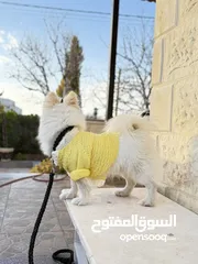  2 كلب لولو تبرير