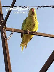  3 ببغاء الدرة الهندي
