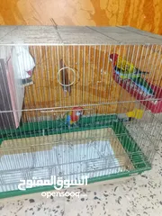  7 طيور للبيع