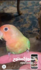  3 للبيع طير لاف بيرد أليف ومدرب