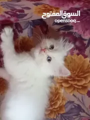  2 قطه نوع همالايا عمر شهرين و نص مش ماخذه مطعوم
