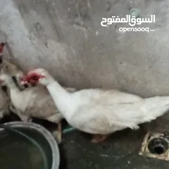  14 دجاج عرب وبشوش مصري