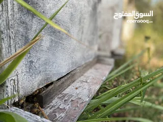  3 خلية نحل مكونة من عشرة براويز