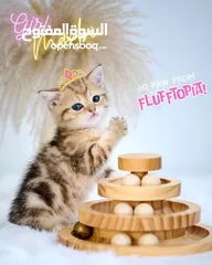  2 Scottish British shorthair longhair kittens British shorthair Scottish fold kittens Scottish