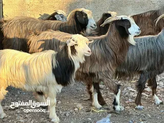  2 غنم عشر ماشآءالله