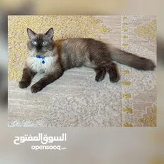  1 قط هملايا ذكر حار للتزاوج فقط