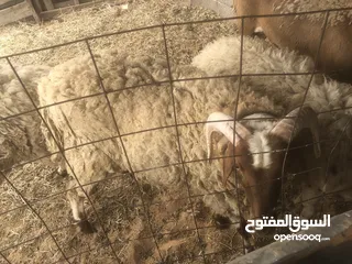  1 خروف مش مبدل عمر سنة