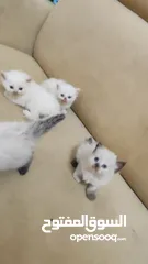  5 قطط هملايا بيور