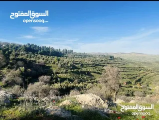  16 ارض زراعيه للبيع في اجمل مناطق العالوك