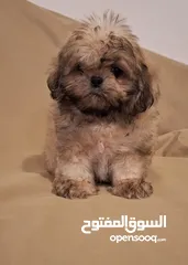  15 جراء شيتزو مستوى عالي جدا Shih Tzu