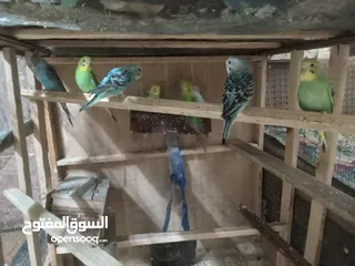  7 عصافير الحب بألوان جميلة ورائعة بسعر 5دنانير بأصوات جميلة وعذبة