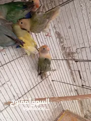  5 طور روز  ألوان بتجنن الله يبارك لصاحب النصيب. روز البينو عين حمرا. البينو بيور من انناحي