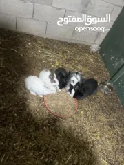  4 ارانب للبيع