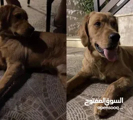  1 للبيع كلب جولدن ريتريفر Golden Retriever