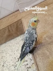  4 كوكتيل أليف
