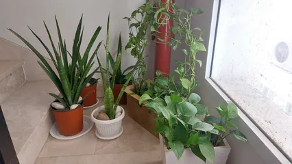  4 indoor plant