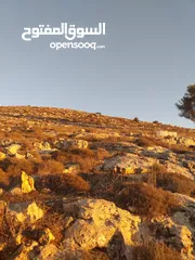  1 أرض للبيع من المالك مباشرة الخليل دورا