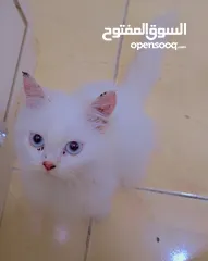  2 Persian kitten 3.5 months old