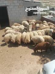  5 أضاحي الوزن الكيلو 5.50