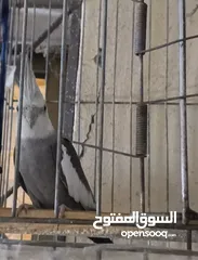  2 متاح في السلط