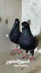  7 حمام نظيف شغال سعر مناسب لكل جوز_____