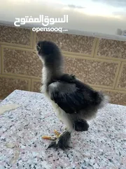  3 صيصان براهمي لبيع