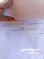  2 صوصان للبيع