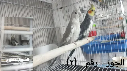  2 كوم كوكتيل و روز (ببغاوات)