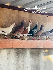  4 حمام بغدادي وبناديق مع فراخ وبيض للبدل ع فراخ جاج