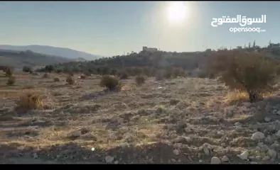  1 ارض زراعية مميزة لقطة استثمارية صروت حوض حدد من المالك مباشرة