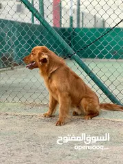  2 جولدن ريتريفر للتــــــــــــبني