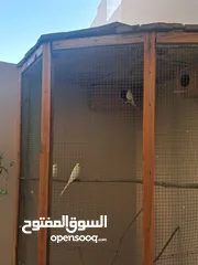  2 للبيع طيور لاتيني بيور