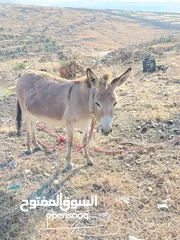  4 احماره للبيع