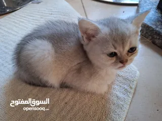  14 kittens for sale 60 days old    Scottish.