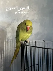  2 ببغاء الدرة