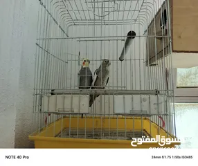  7 جوز كوكتيل