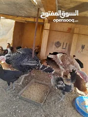  1 ديوك حبش للبيع العدد ثلاث
