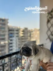  1 جراوي بج، pug puppies