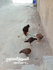  3 دجاج للبيع