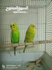  1 2 Budgies , 1 Male 1 Female