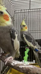  7 جوز كوكتيل للبيع بسعر حرق للتوصل