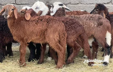  2 كبشان مكرانيات سمان ما شاء الله حلال نظيف للتربيه وللذبح جاهزات أحجام وأوزان طيبه كل شي سليم