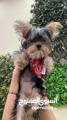  3 yokshire Terrier 10 months