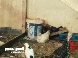  1 متوفر دجاج عرب مخاليف بيهن ابو ركيبه او عادي سعر زوج 25 نهيتهن