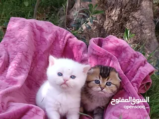  8 قط سكوتش ستريت اورنج بوينت