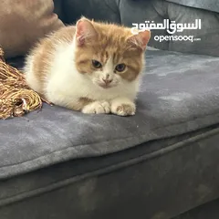  14 قط شيرازي ابيض